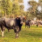 팜스테이 Masseria Pilano