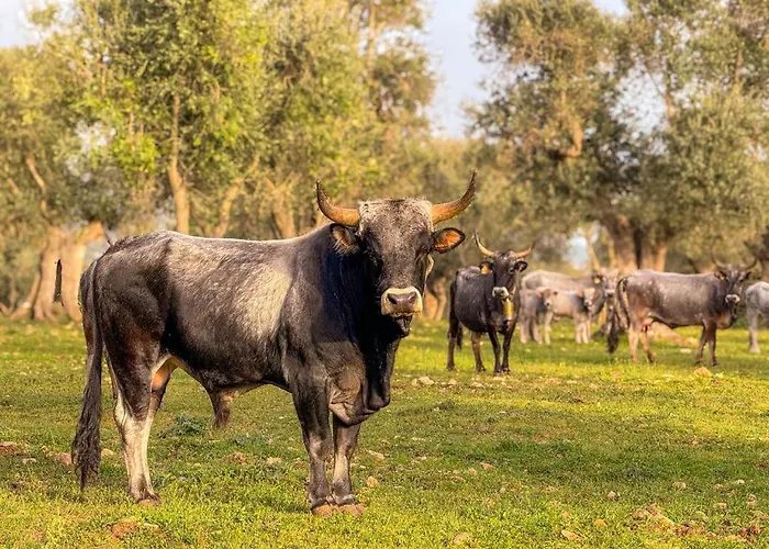 مزرعة للإقامة Masseria Pilano
