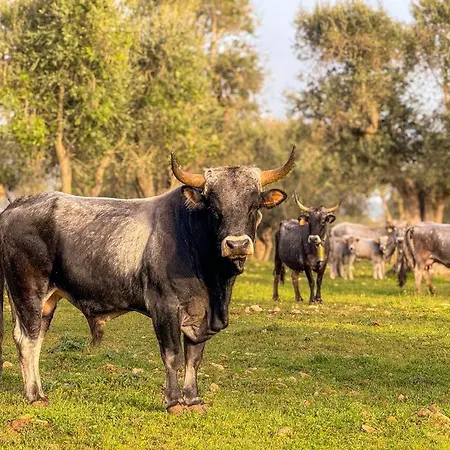 Agroturismo Masseria Pilano