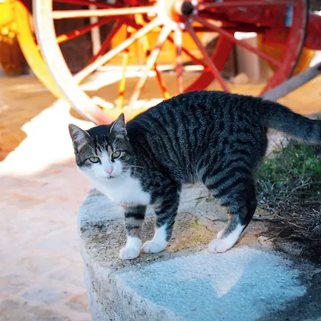 Vakantieboerderij Masseria Pilano